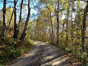 16 Betulle colorate d'autunno